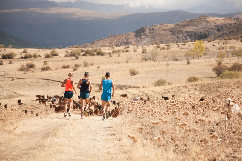 Three men running with goats, towards the Sierra Nevada mountain range in southern Spain. 